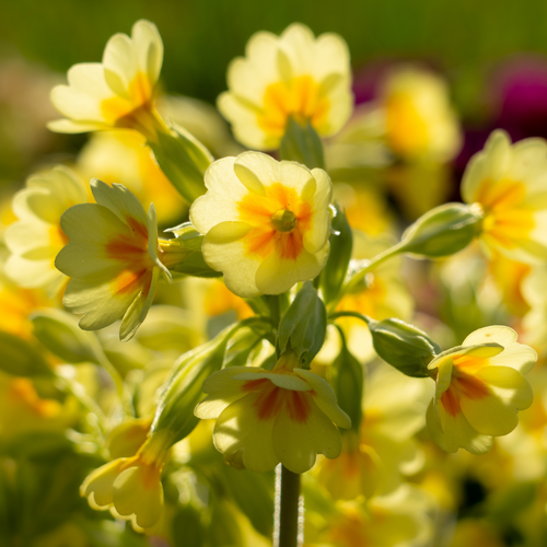 Evening Primrose Oil