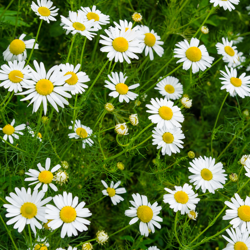 Roman Chamomile