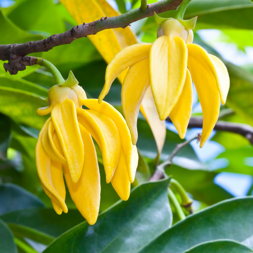 Ylang Ylang