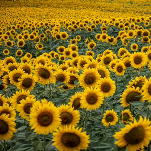 Sunflower Oil